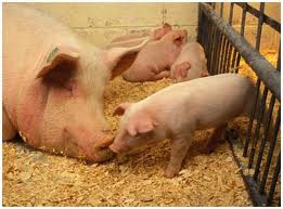 Allemagne après les œufs, les porcs contaminés à la dioxine